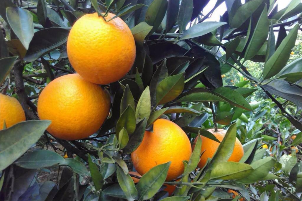 惠農網電商扶貧顯成效，新寧農產品受熱捧  