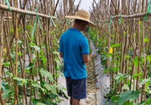 將農技知識線上化 惠農網要為一線農民建一所“惠農大學”