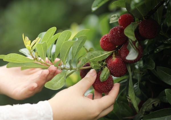 農民日報 | 看靖州楊梅如何“穿越時空”？