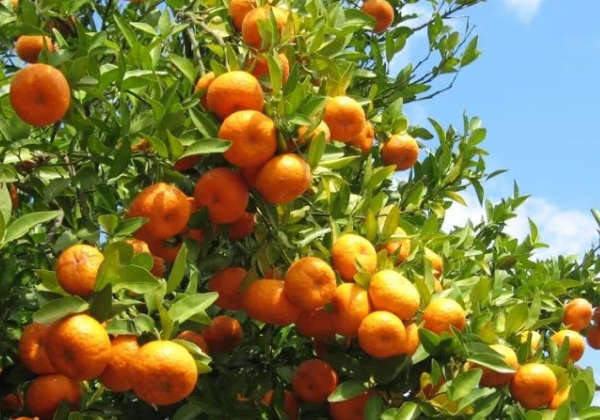 80后廖成佳：從技術轉創業，打破優質農資與農戶的那堵墻