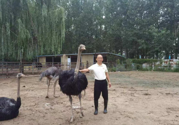 鳳陽“鴕鳥大王”韓見斌:十年培育“致富鳥”,帶動50余戶增收 鳳陽“鴕鳥大王”韓見斌:十年培育“致富鳥”,帶動50余戶增收